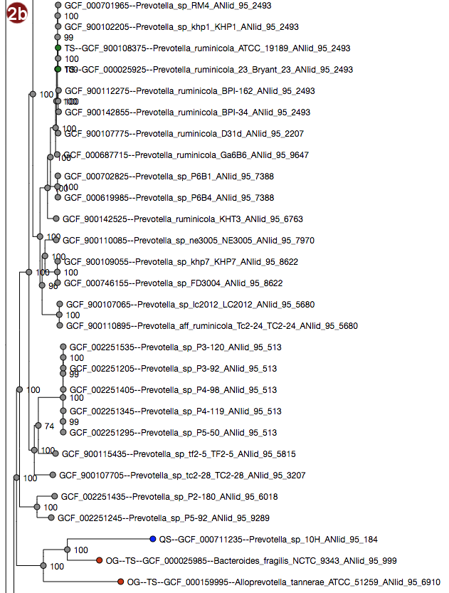 phylogenetic tree with scaled branches